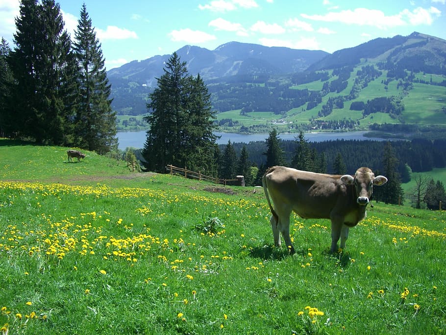 ellegghoehe, gruentensee, alpine pointed, edelsberg, cow, muh, HD wallpaper