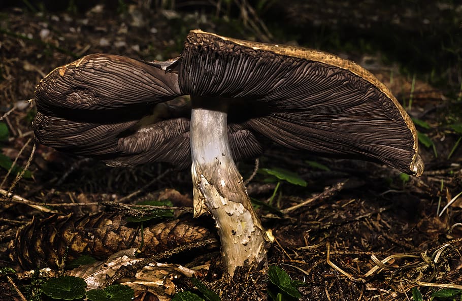 mushroom, disc fungus, old, forest floor, bottom, close up, HD wallpaper
