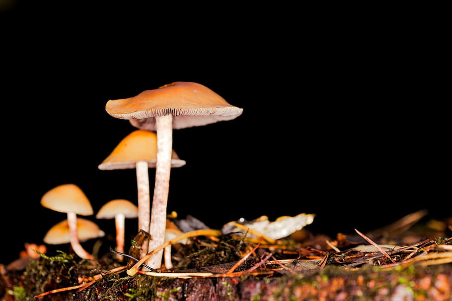 mushroom, rac, toadstool, cap, autumn, nature, uncultured, moss HD wallpaper