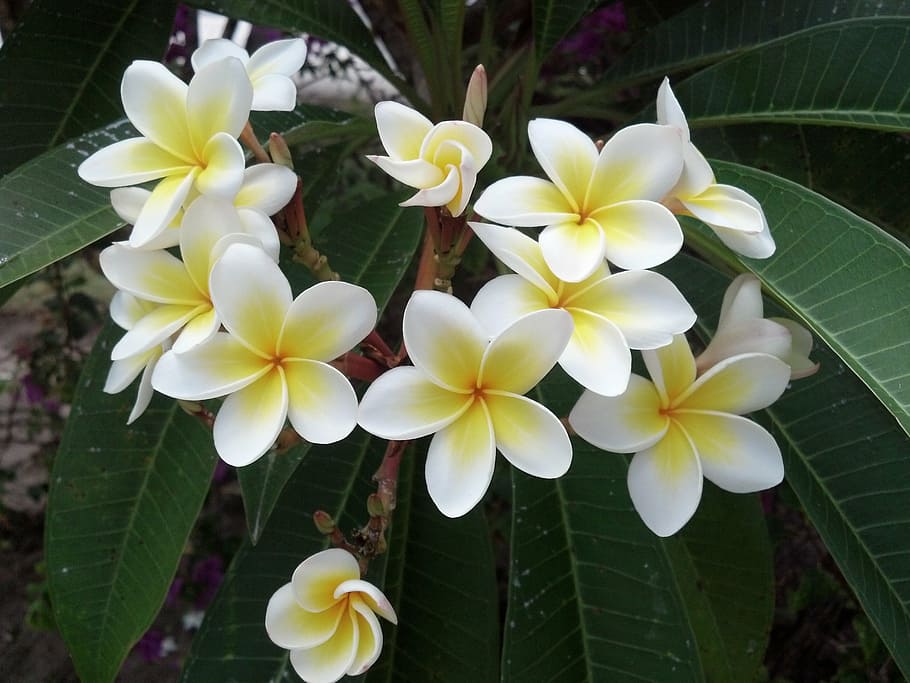flower, nature, green, spring, summer, flowering plant, petal HD wallpaper
