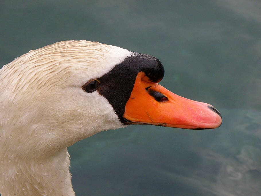 swan, head, white, beak, animal themes, one animal, animal wildlife HD wallpaper