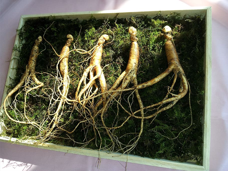 five gingers, ginseng, sansam, plant, no people, high angle view HD wallpaper