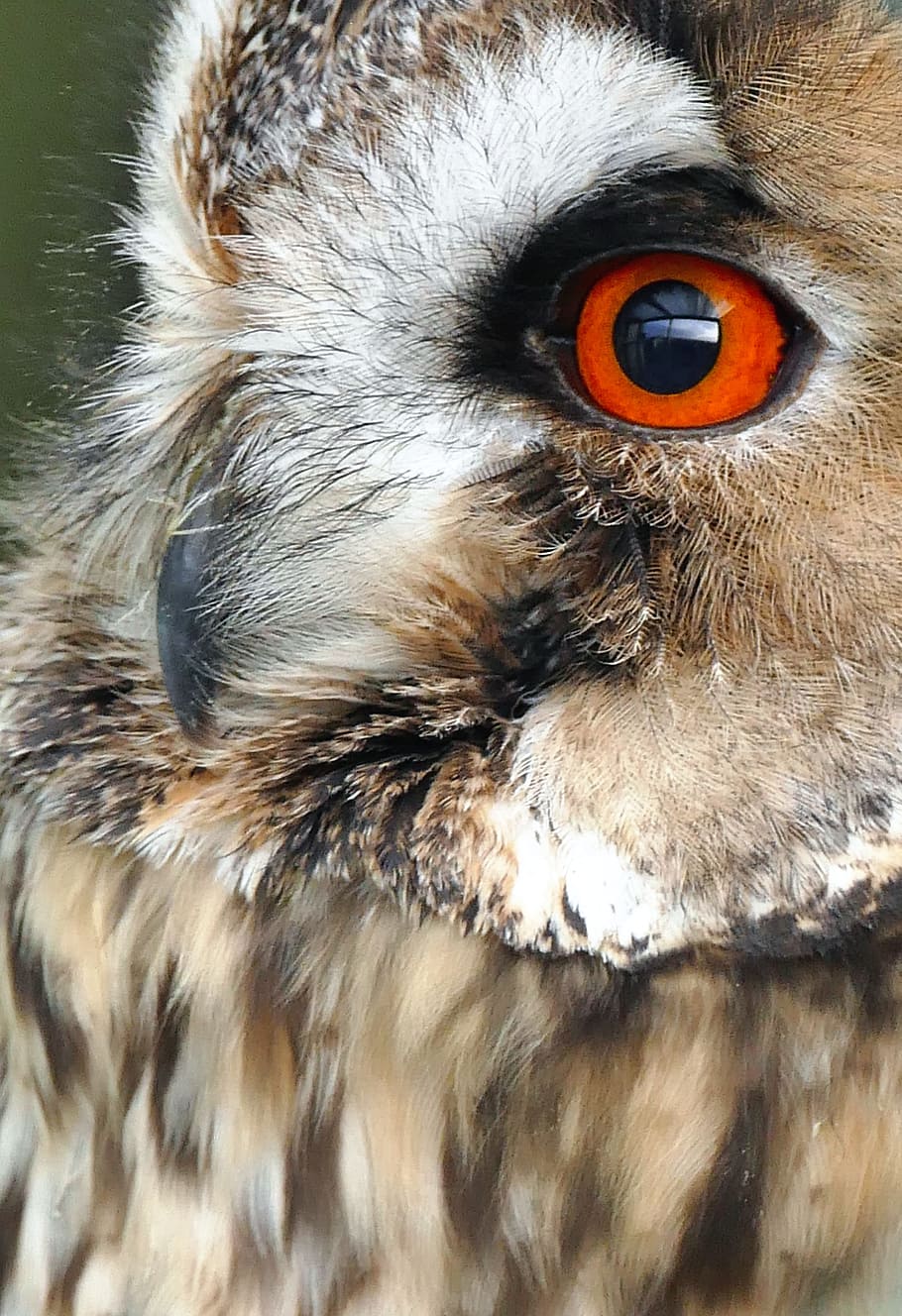 closeup photography of owl, bird, hunter, nocturnal, predator, HD wallpaper