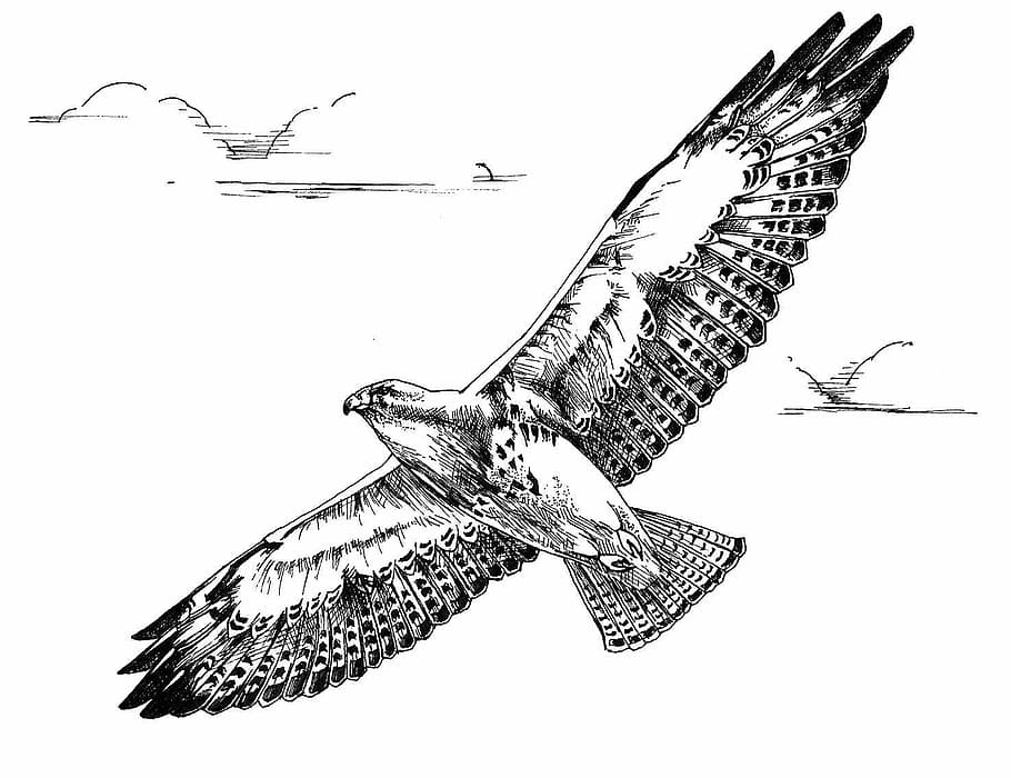 flight, bird, hawk, swainson, drawing, white, black, illustration