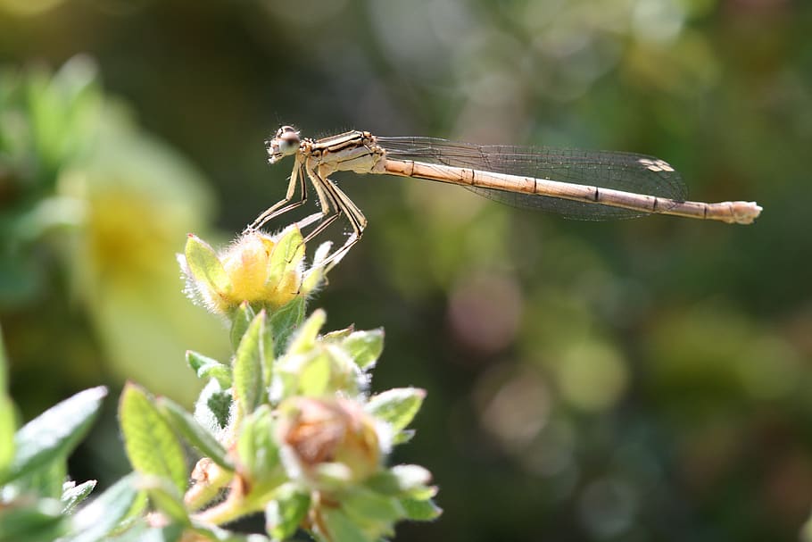 dragonfly, nature, insect, animals in the wild, one animal HD wallpaper
