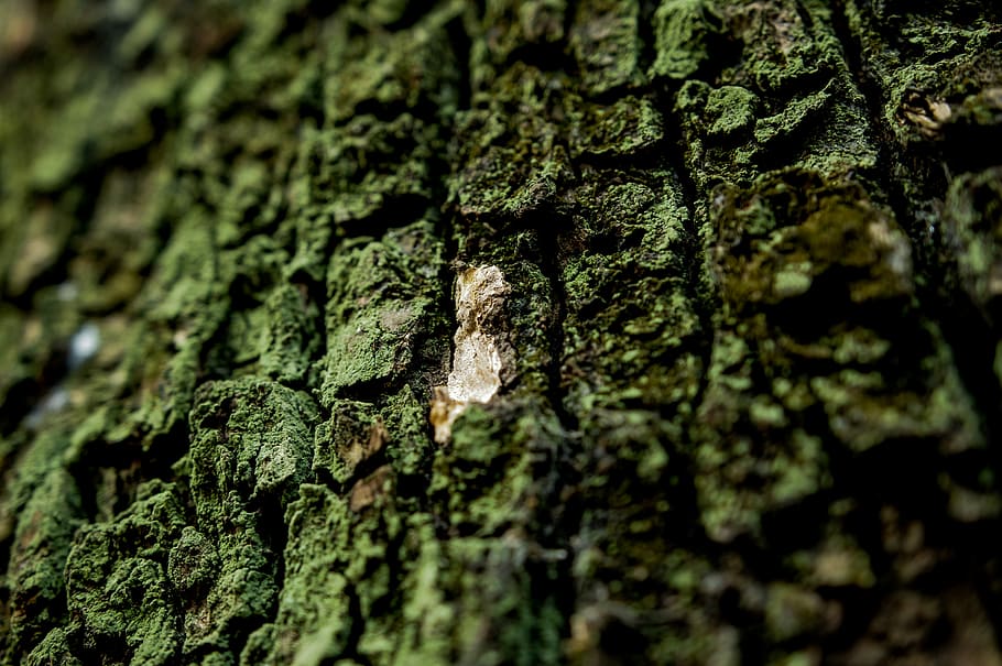 brown tree trunk photography, tree log on shallow focus lens HD wallpaper
