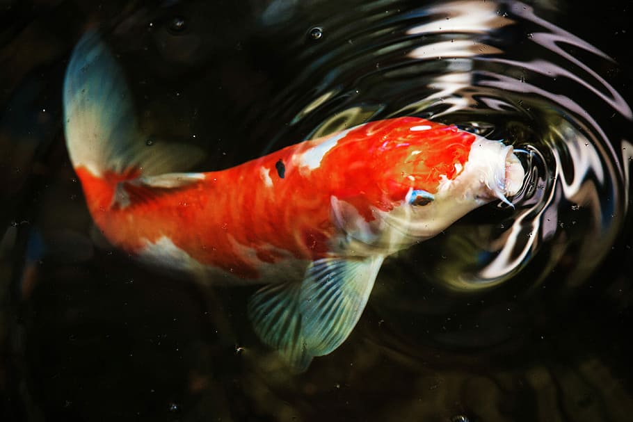 macro photography of koi fish, photo of orange and white fish