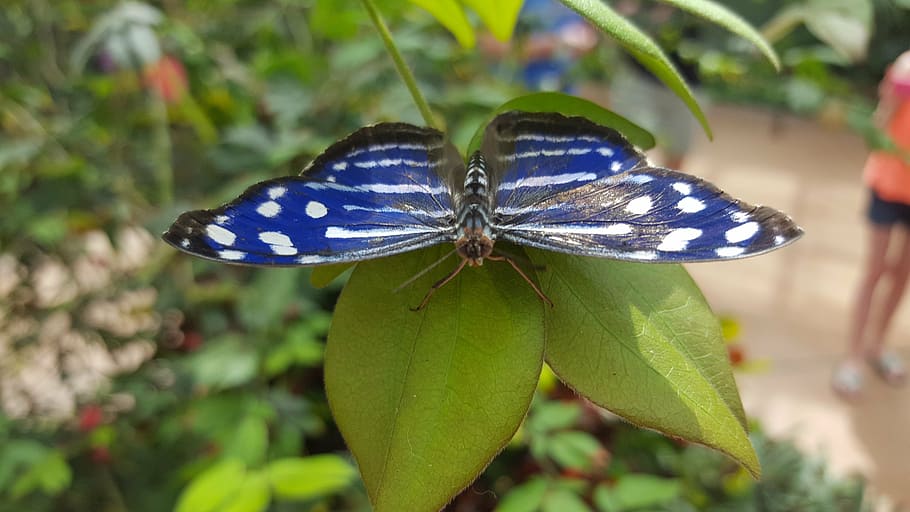 butterfly, nature, green, insect, natural, floral, summer, spring HD wallpaper