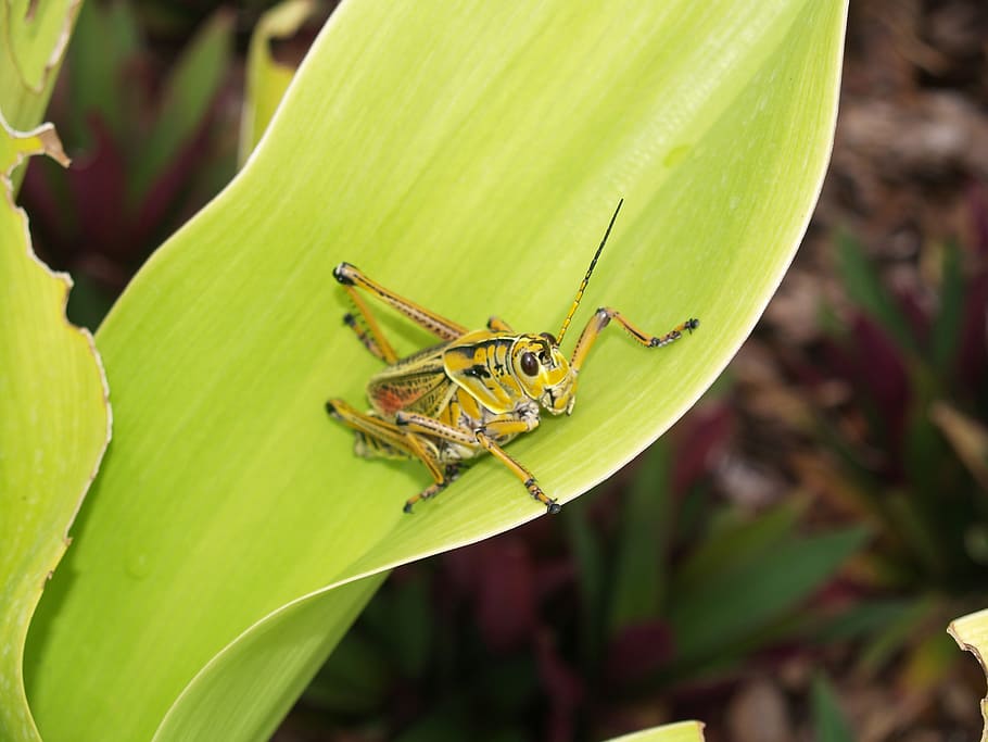 Locust, Flower, Macro, Nature, Leaf, insect, bug, cricket, animal HD wallpaper