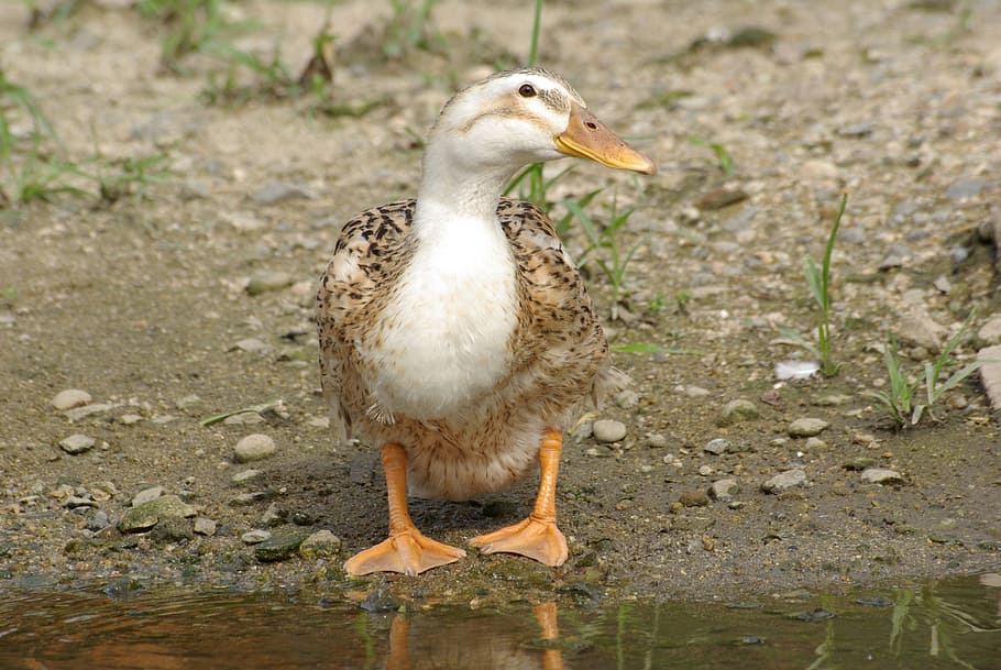Duck, Rivers, bulgwangcheon, one animal, bird, animal wildlife HD wallpaper