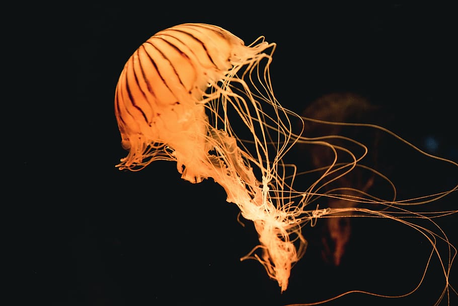 orange jellyfish underwater, animal, ocean, sea, burning, flame