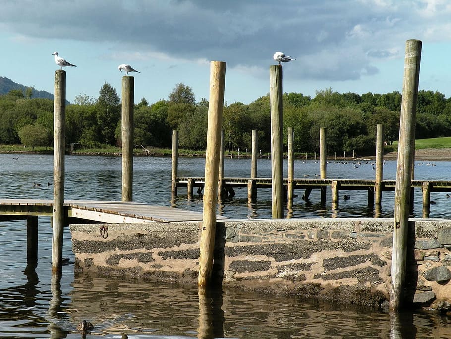 seagulls, posts, water, lake, perched, bird, nature, sky, day HD wallpaper