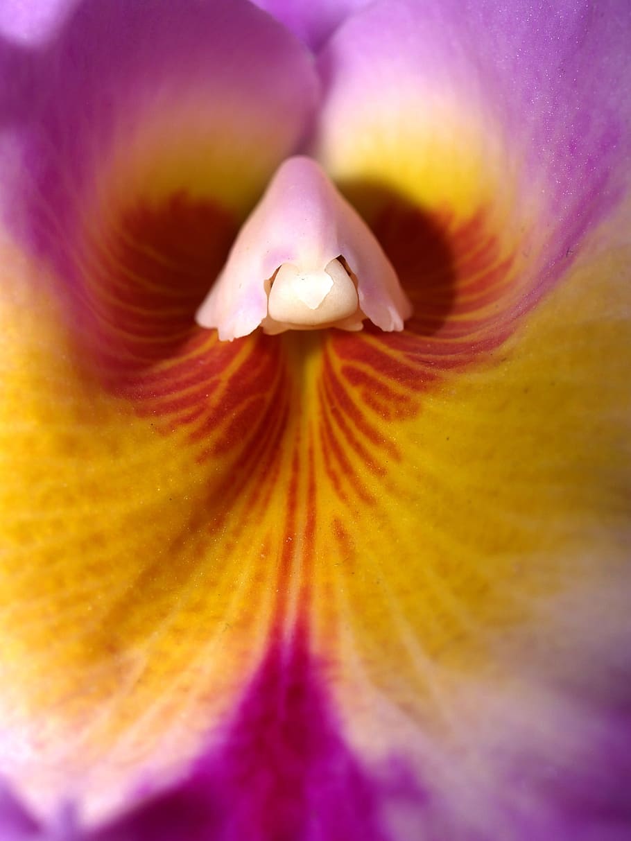 Orchid, Flower, Violet, Flora, bright, growth, decoration, bud, HD wallpaper