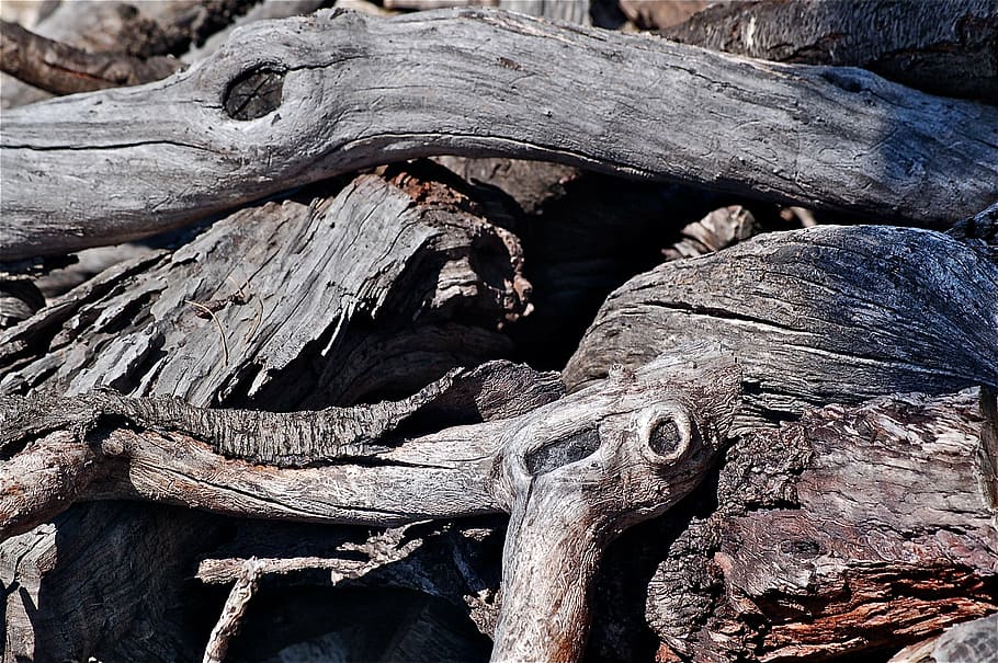 tree, dry, nature, forest, texture, wood - Material, backgrounds HD wallpaper