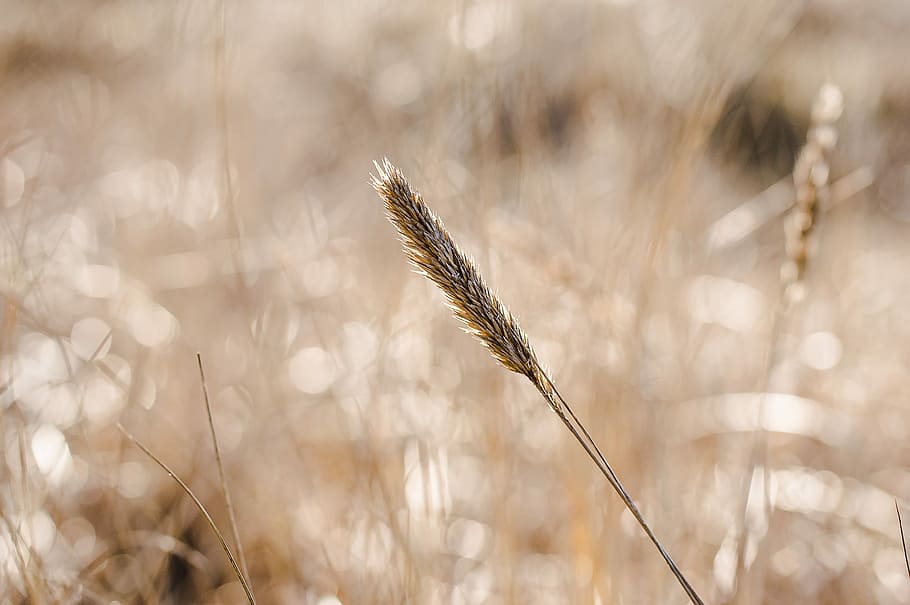 nature, field, grass, landscape, plant, cereal plant, crop HD wallpaper