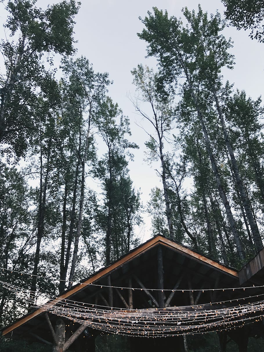 untitled, light, roof, cabin, tree, nature, plant, built structure HD wallpaper