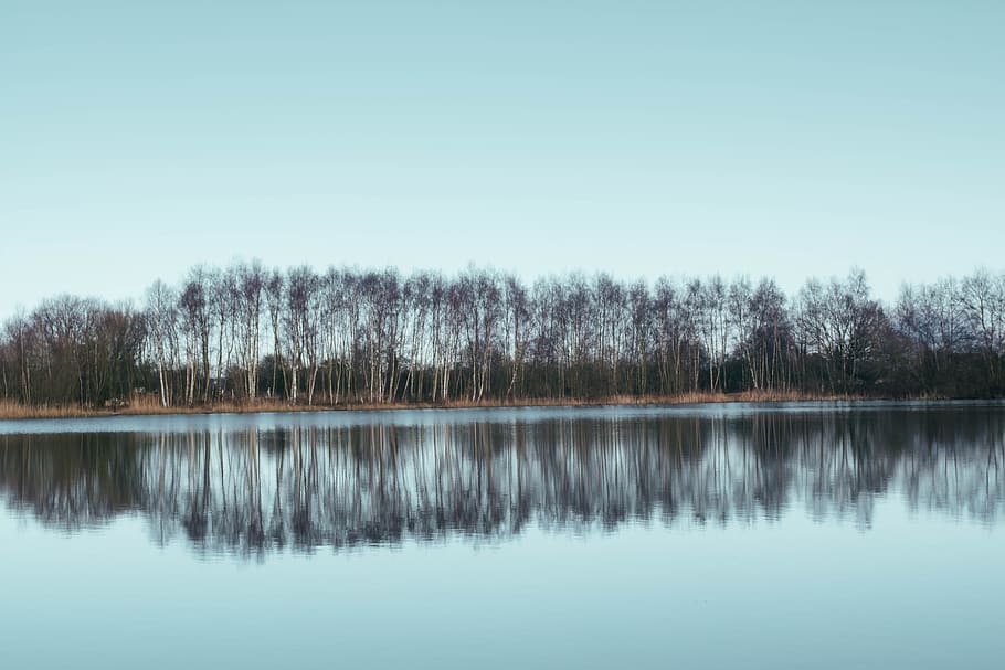line of trees near body of water, mirror photography of island HD wallpaper