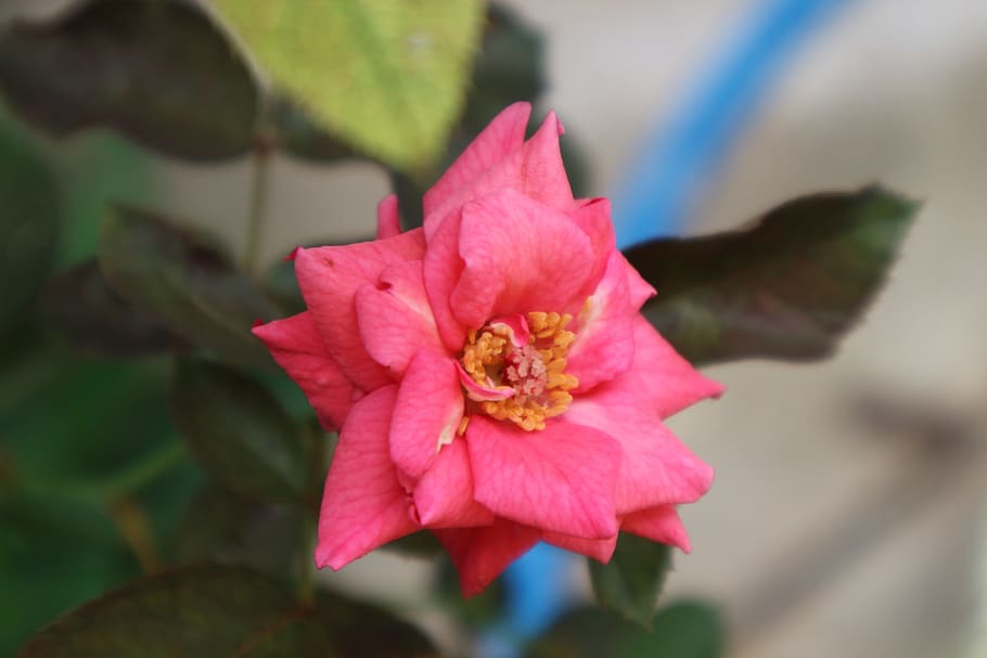 rose, nature, pink, flowering plant, petal, fragility, beauty in nature HD wallpaper
