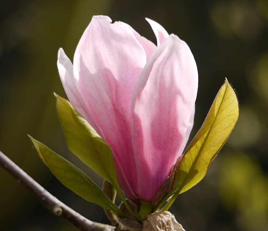 flora, flower, magnolia, flowering plant, beauty in nature HD wallpaper