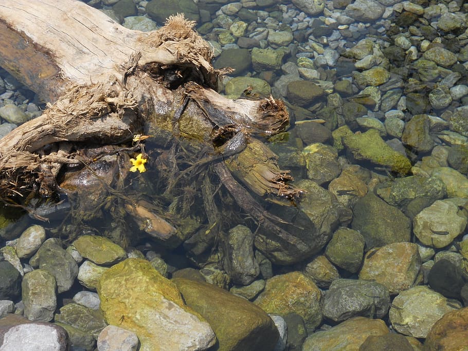 water, rocks, reflection, movement, flower, trunk, leaves, spring HD wallpaper