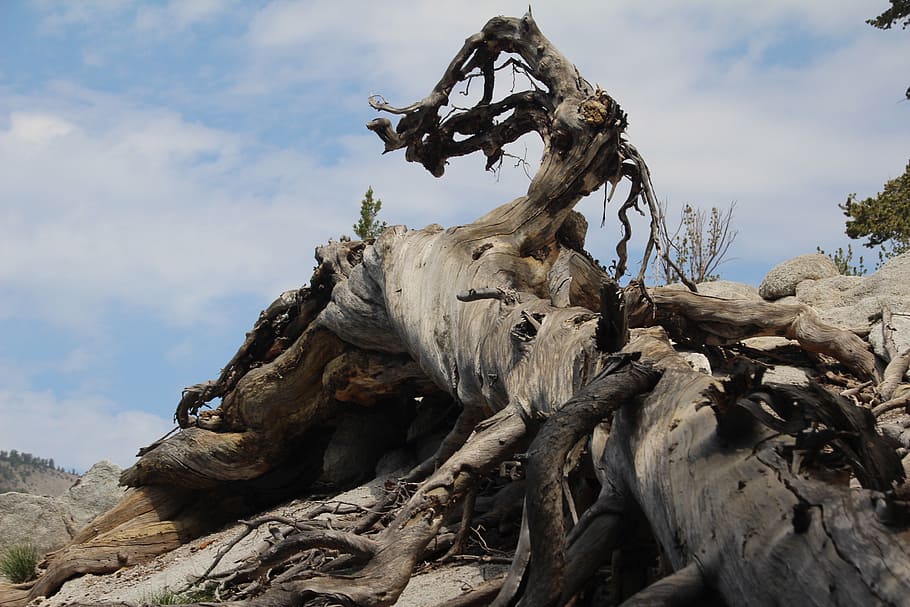 twisted, wood, mountain, tree, organic, agriculture, outdoors HD wallpaper