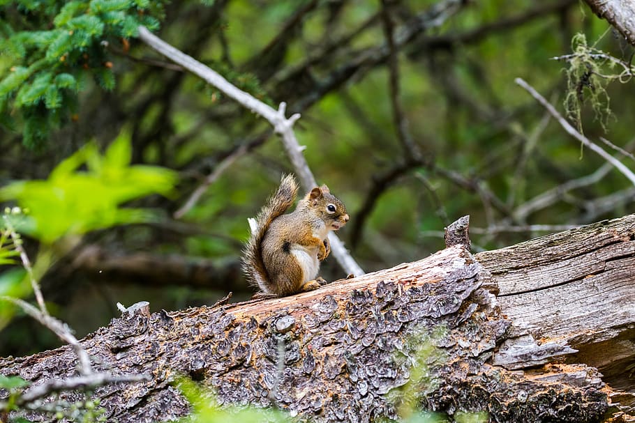 squirrel, mount, troco, animal wildlife, animal themes, tree HD wallpaper