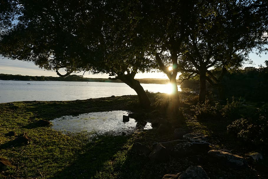 Light, Sunbeam, Sunset, Trees, Lake, water, green, prato, vista HD wallpaper
