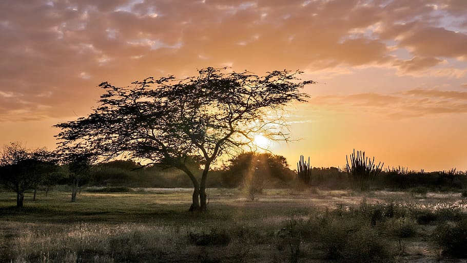silhouette of tree, Sunset, Rays, Twilight, the sun's rays HD wallpaper