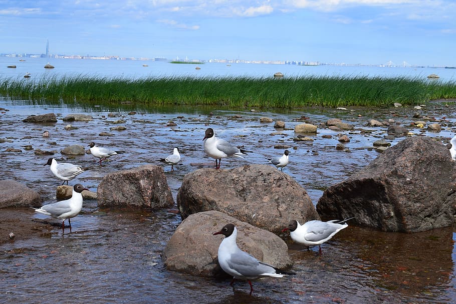 gulls, sea, bird, water, vertebrate, animal wildlife, animal themes HD wallpaper