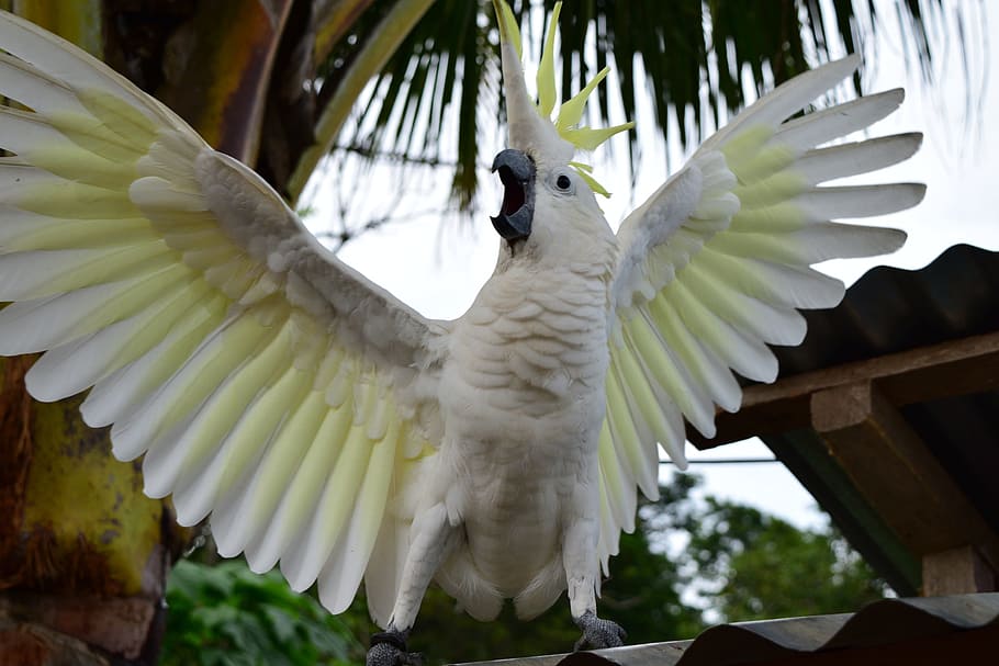 white and yellow parrot beside coconut tree, Attack, Animal HD wallpaper