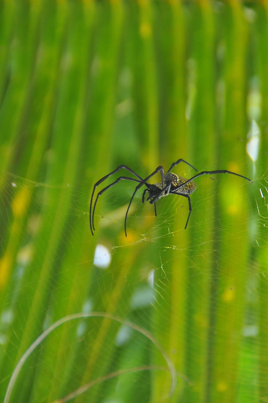 nature, insect, dew, leaf, grass, flora, spider, environment HD wallpaper