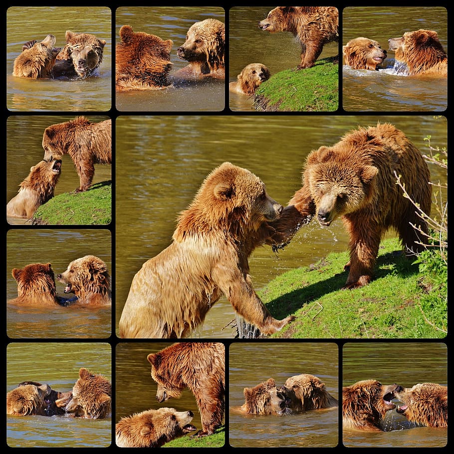 1080x1800px | free download | HD wallpaper: brown bear collage, wildpark  poing, play, water, wild animal | Wallpaper Flare