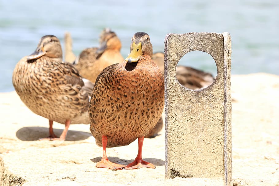 ducks, river, basel, bird, nature, animal, water bird, plumage HD wallpaper