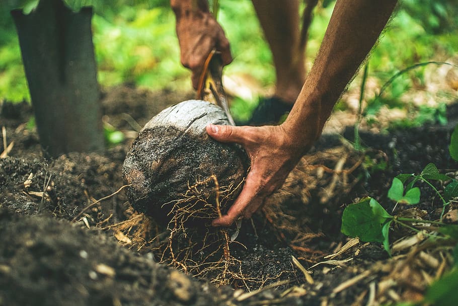 person holding gray coconut, soil, land, environment, nature HD wallpaper