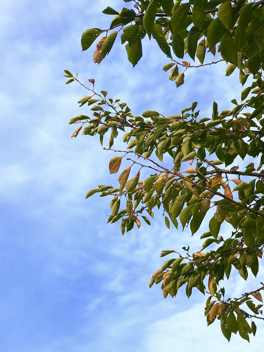 fall, leaf, sky, growth, plant, cloud - sky, beauty in nature HD wallpaper