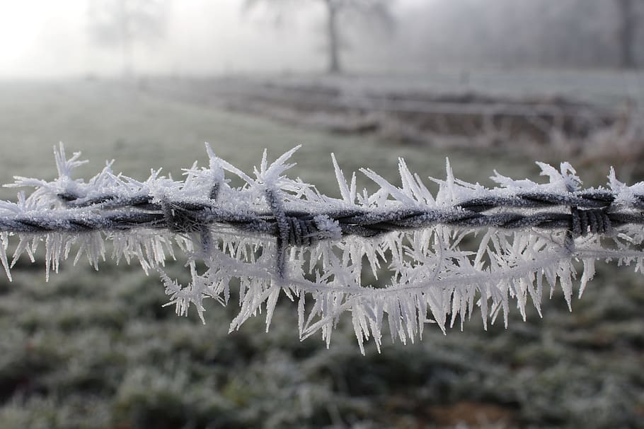 photo of frosted barbed wire, cold, winter, frozen, nature HD wallpaper