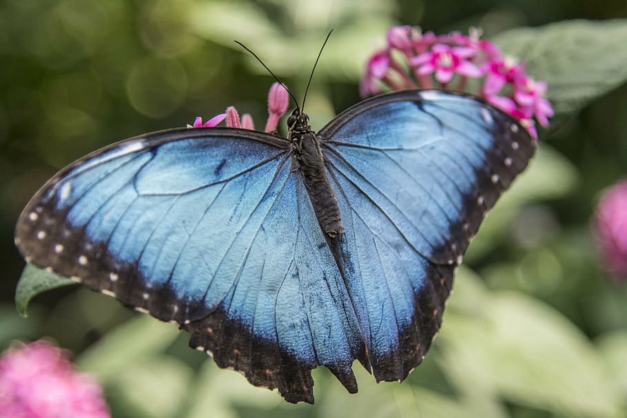 selective focus photography of morpho butterfly perched on pink petaled flower, HD wallpaper
