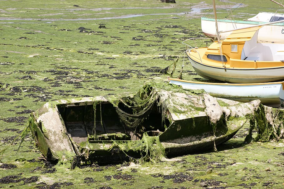 boat, wreck, algae, sad, nautical vessel, mode of transportation HD wallpaper