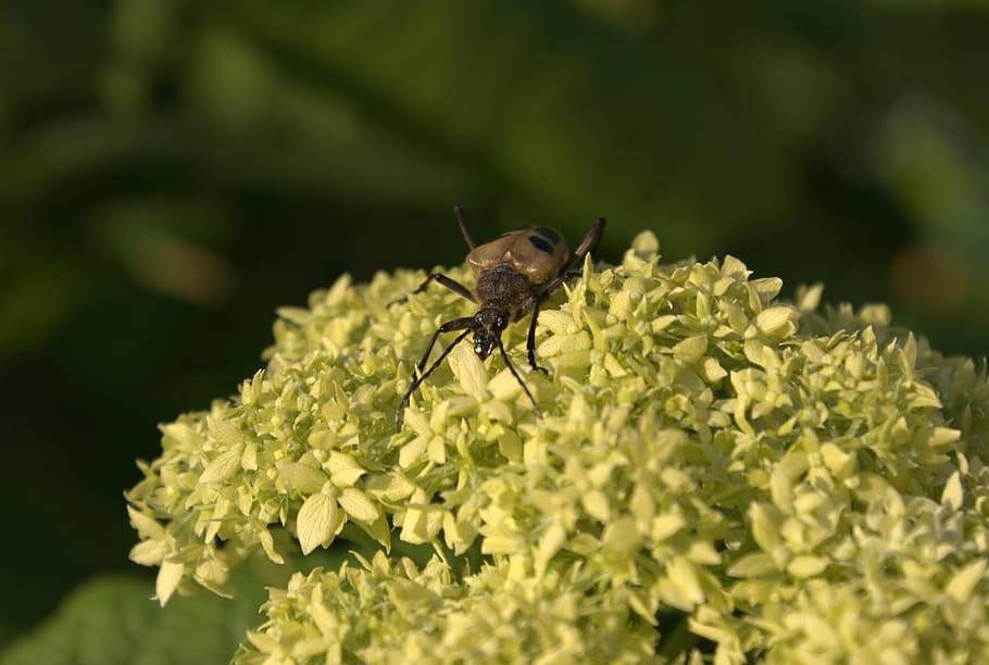 bug, flower, nature, garden, plant, macro, wild, wildlife, insect HD wallpaper