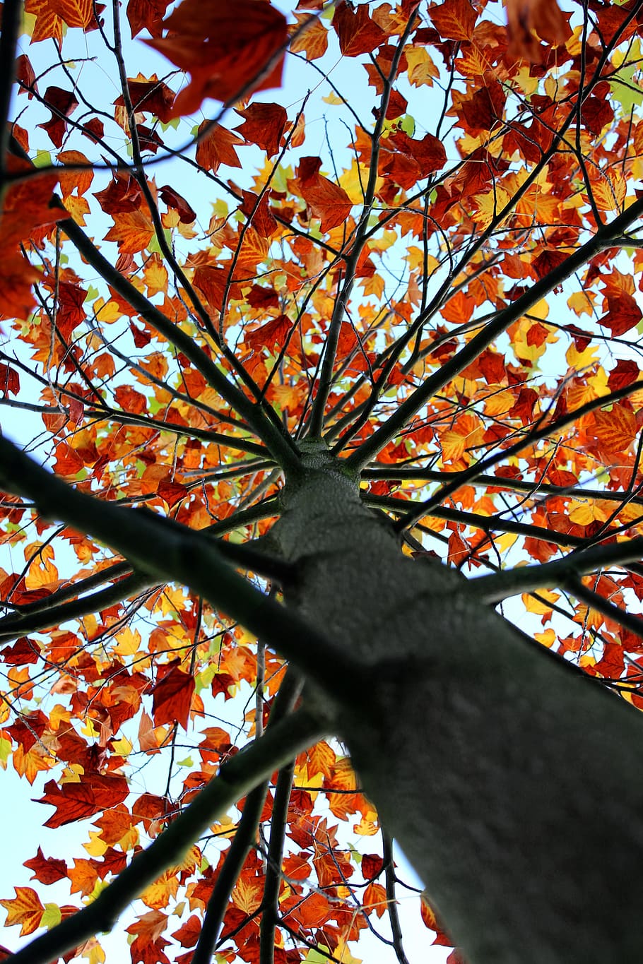 low-angle view of maple tree, foliage, autumn, trees, nature HD wallpaper