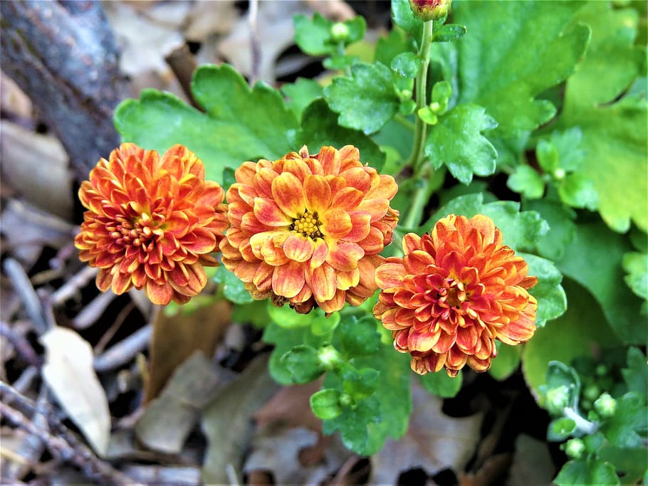 blooms, orange, rust, yellow, garden, plant, flowering plant, HD wallpaper