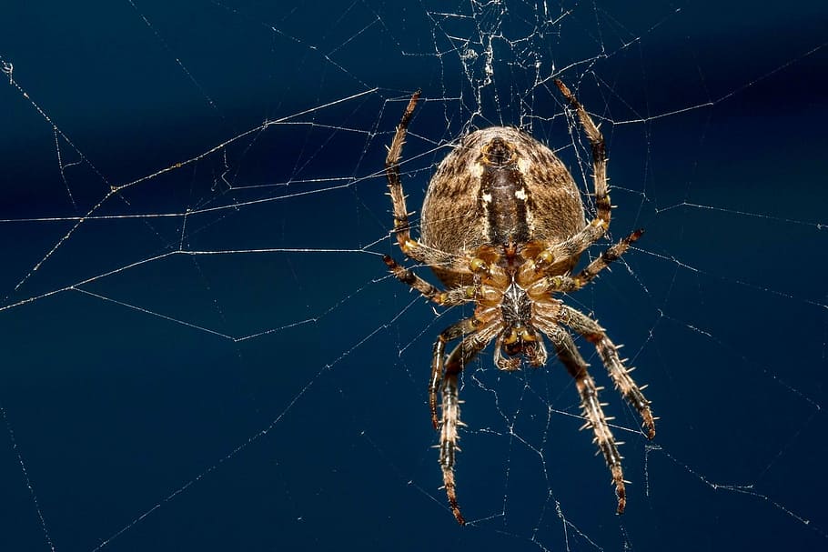 spider, natural world, nature, bug, one animal, spider web HD wallpaper