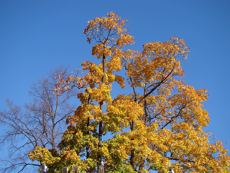 Autumn, Tree, Sky, Blue Sky, Clean, freshness, leaves, branch HD wallpaper