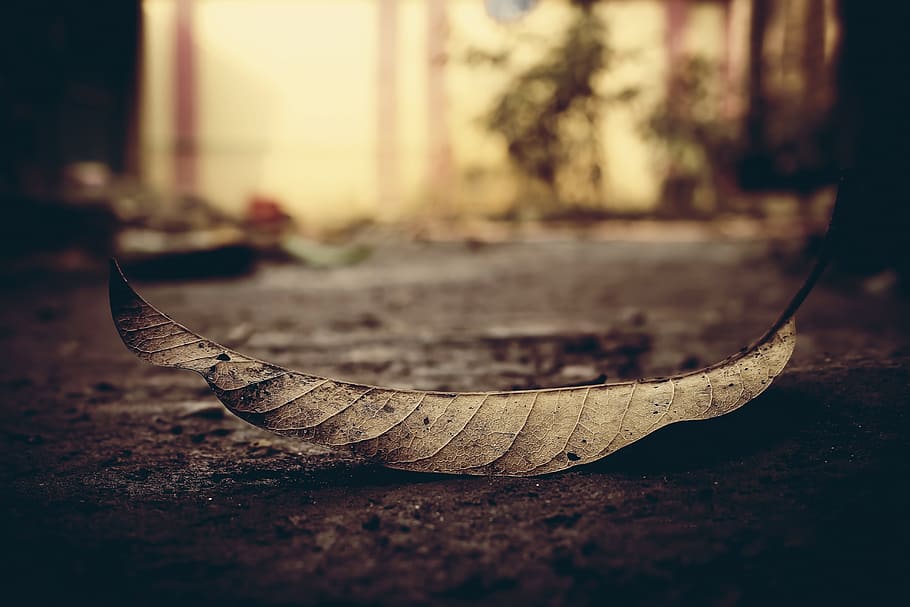 leaf, dead, dry leaf, dead leaf, tree, fallen, no people, close-up HD wallpaper