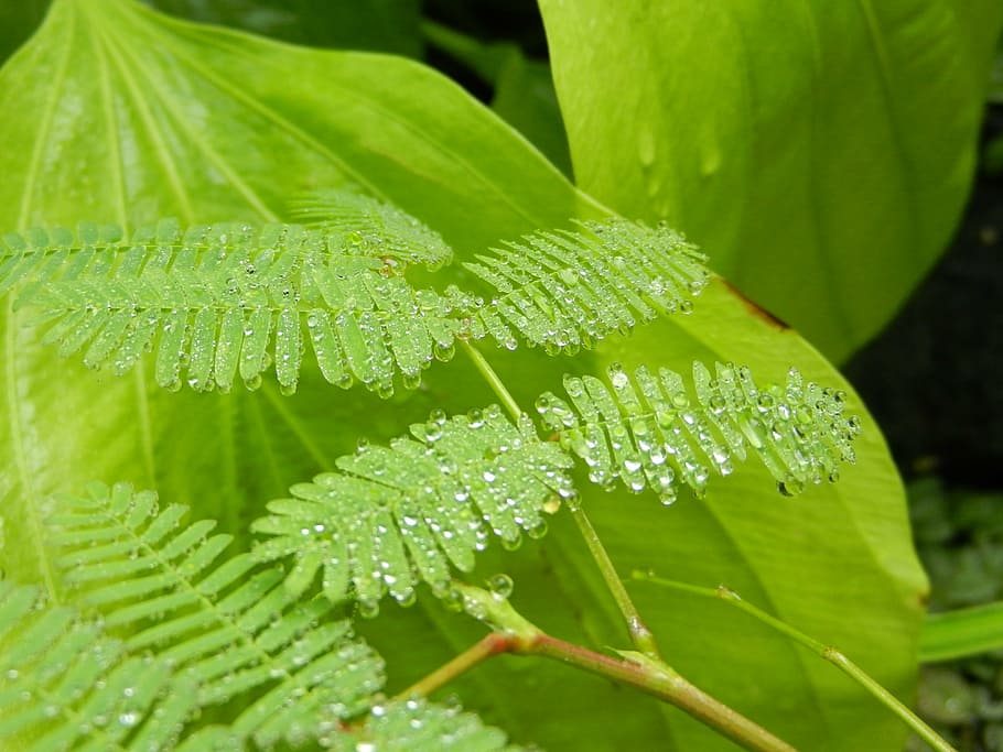 polypody, fern, foliage, leaf, a drop of, drops, rosa, dew drops HD wallpaper