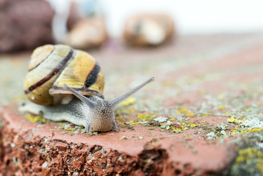 snail, crawl, shell, probe, mucus, close, animal, macro, mollusk HD wallpaper