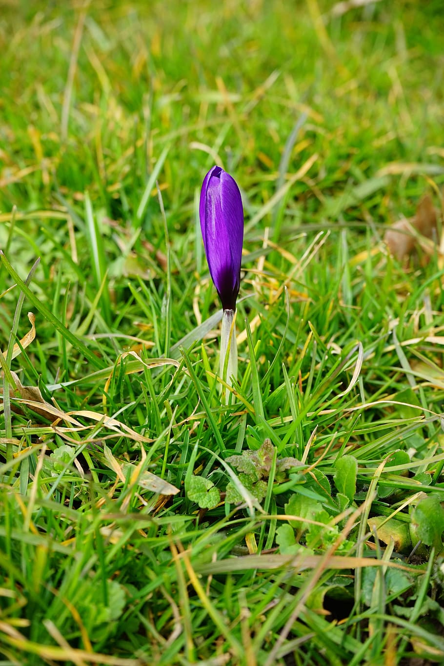 crocus, closed, flower, blossom, bloom, purple, spring, bühen HD wallpaper