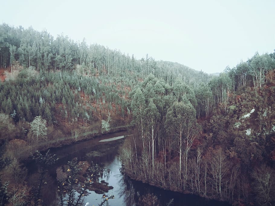 stream in between trees during daytime, nature, photography HD wallpaper