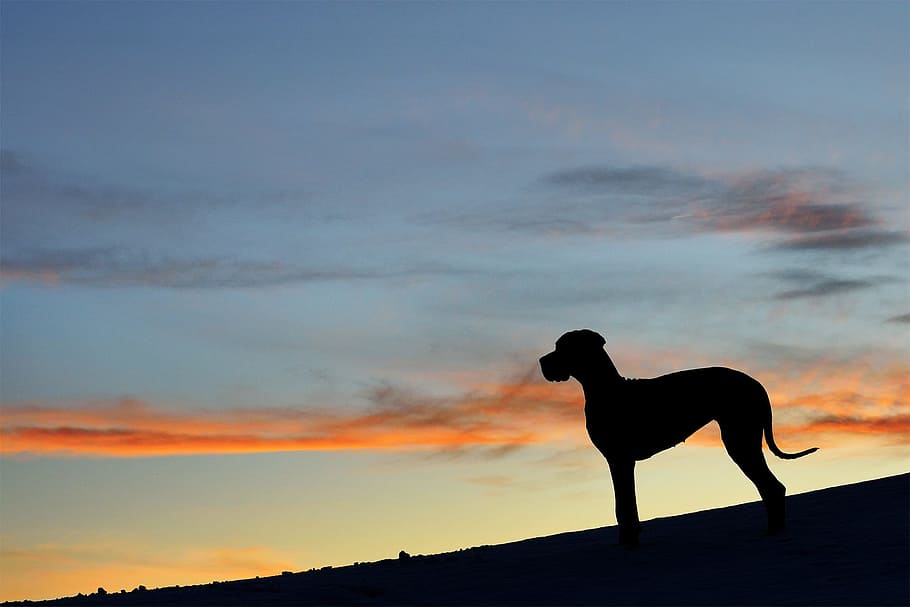 great dane, silhouette, sunset, sky, cloud - sky, one animal, HD wallpaper