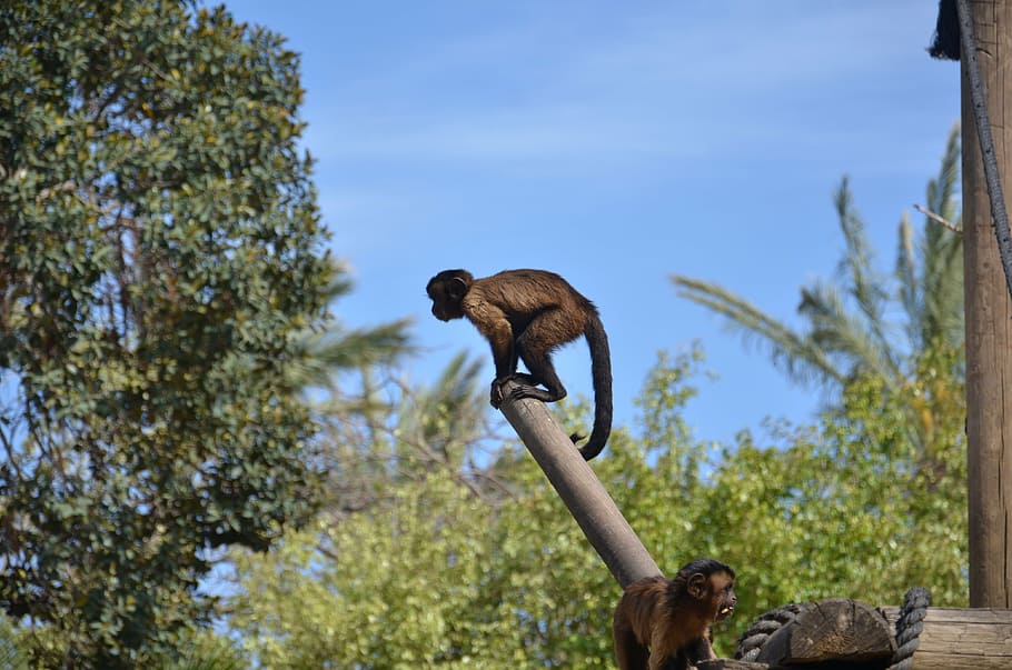 monkey, sky, tree, zoo, primate, animal wildlife, animal themes HD wallpaper